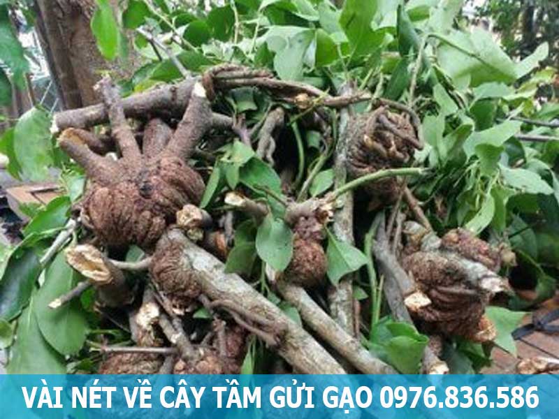 vài nét về cây tầm gửi gạo