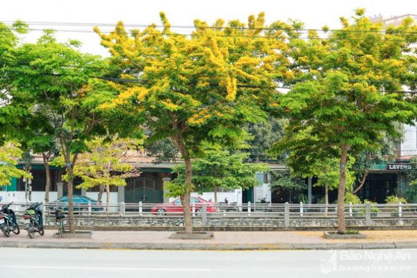 Mua cây giống giáng hương tại Đồng Nai