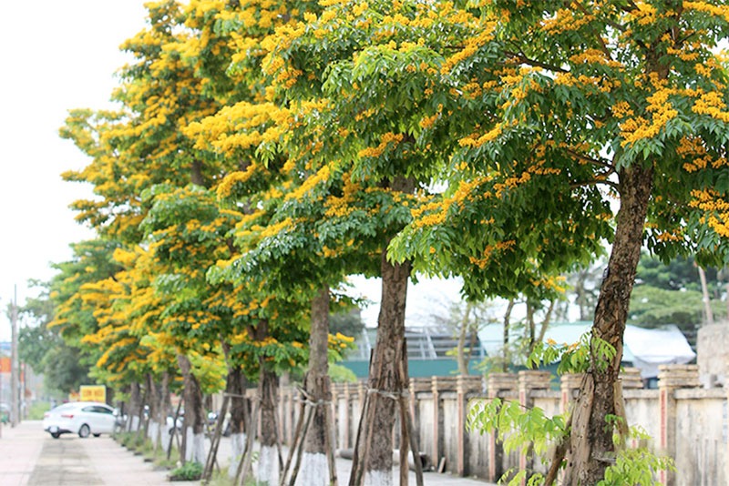 Bán cây giống giáng hương tại Hà Nội