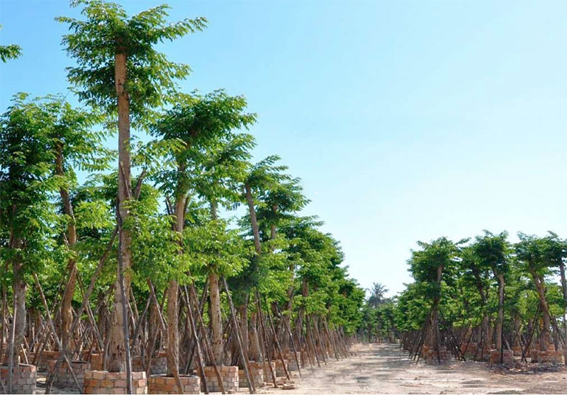 Bán cây giống giáng hương tại Hà Nội