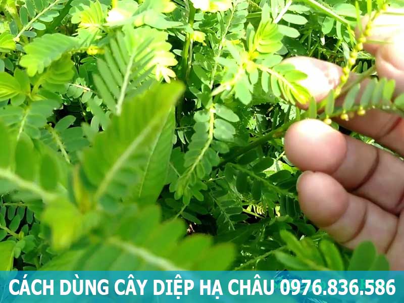 cách dùng cây diệp hạ châu