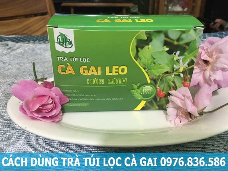 cách dùng trà túi lọc cà gai leo