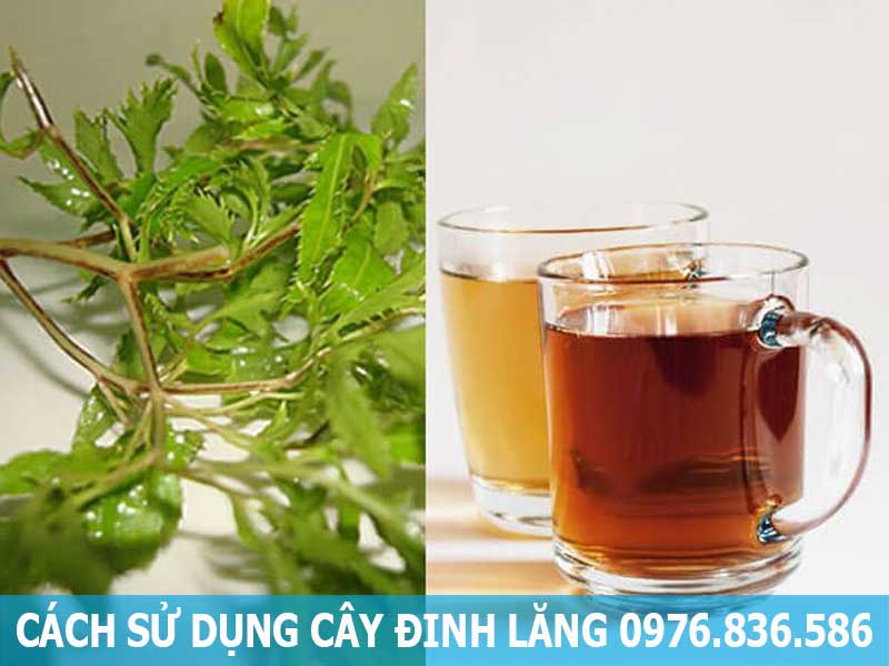 cách sử dụng cây đinh lăng