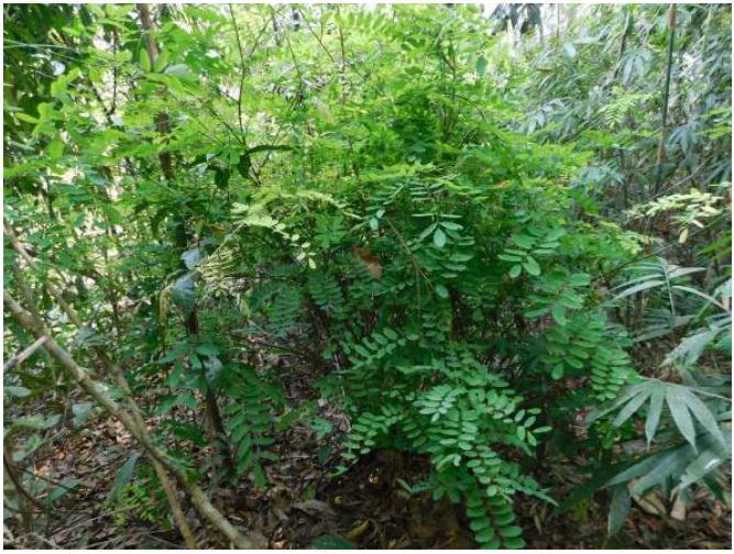 Hình thái cây Cẩm lai tái sinh chồi ở VQG Bù Gia Mập