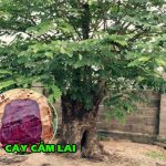 Đôi nét về cây gỗ cẩm Lai, các đặc điểm bạn nên biết