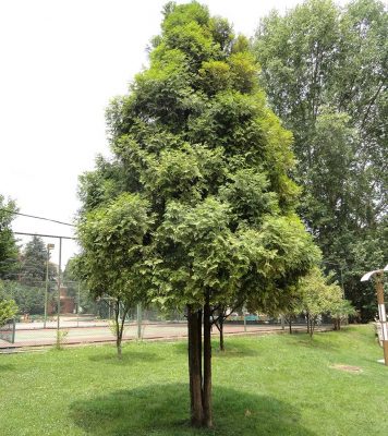 Kỹ thuật trồng cây gỗ Pơ Mu