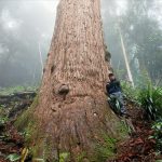 Các nghiên cứu của nước ngoài về cây gỗ Pơ Mu