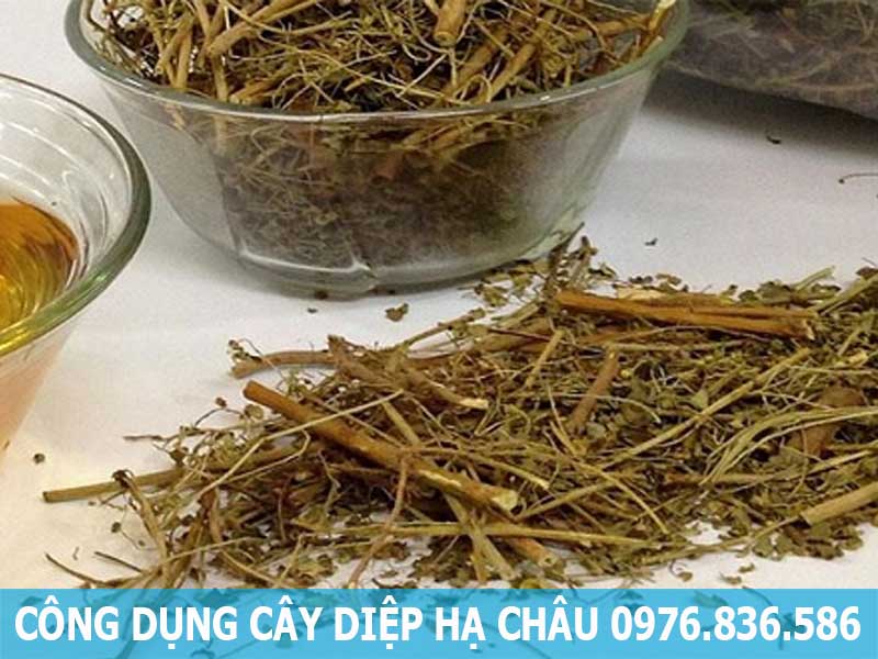 công dụng cây diệp hạ châu