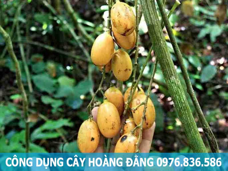 công dụng cây hoàng đằng