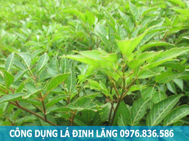 công dụng lá đinh lăng