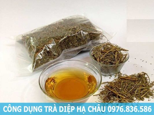 công dụng trà diệp hạ châu