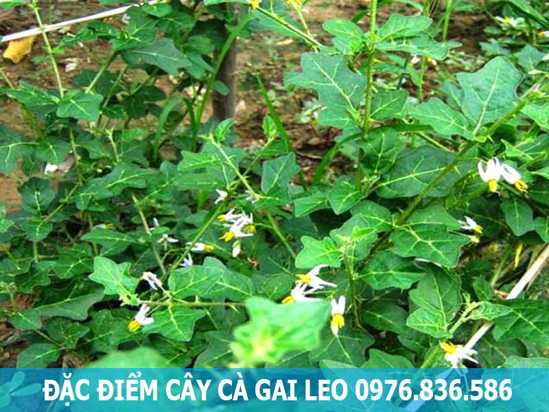 đặc điểm cây cà gai leo