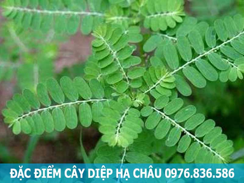 đặc điểm cây diệp hạ châu