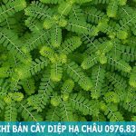 Địa chỉ bán cây diệp hạ châu chất lượng tại Hà Nội