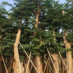 Cây giống giáng hương – cây gỗ quý tốt nhất năm 2022