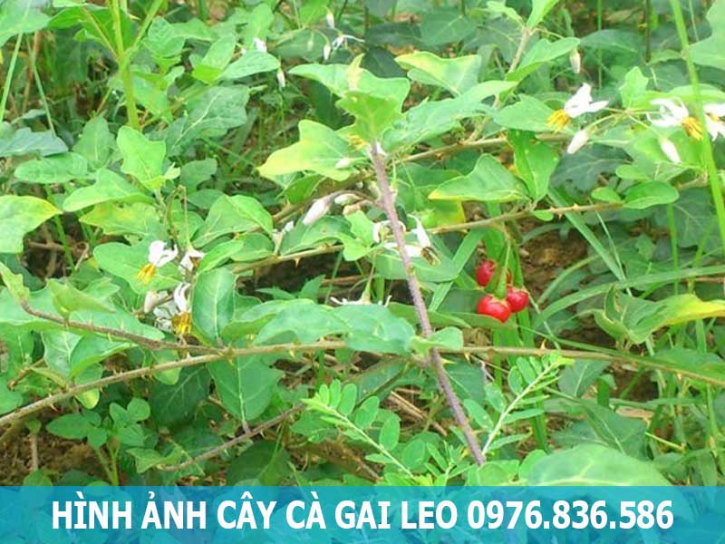 hình ảnh cây cà gai leo