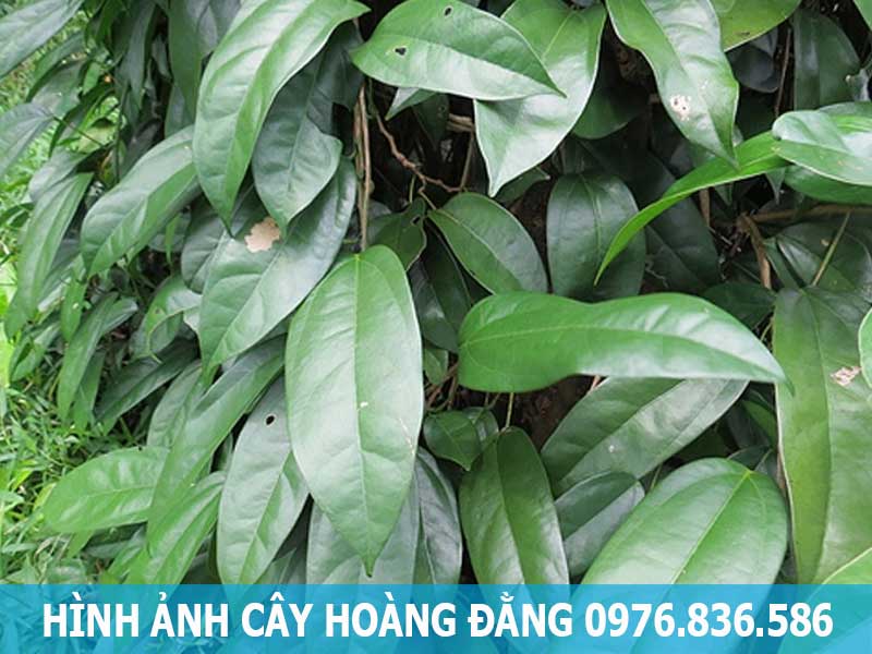 hình ảnh cây hoàng đằng