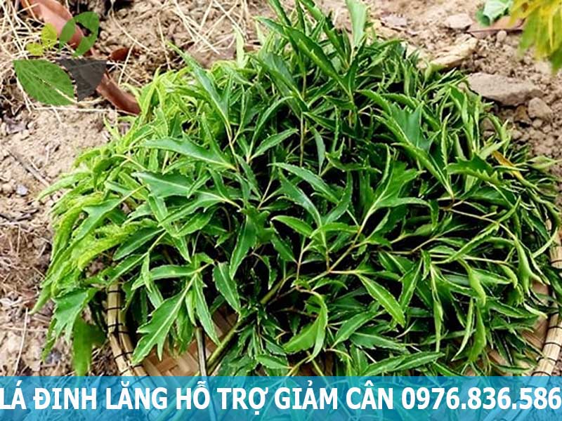 lá đinh lăng hỗ trợ giảm cân