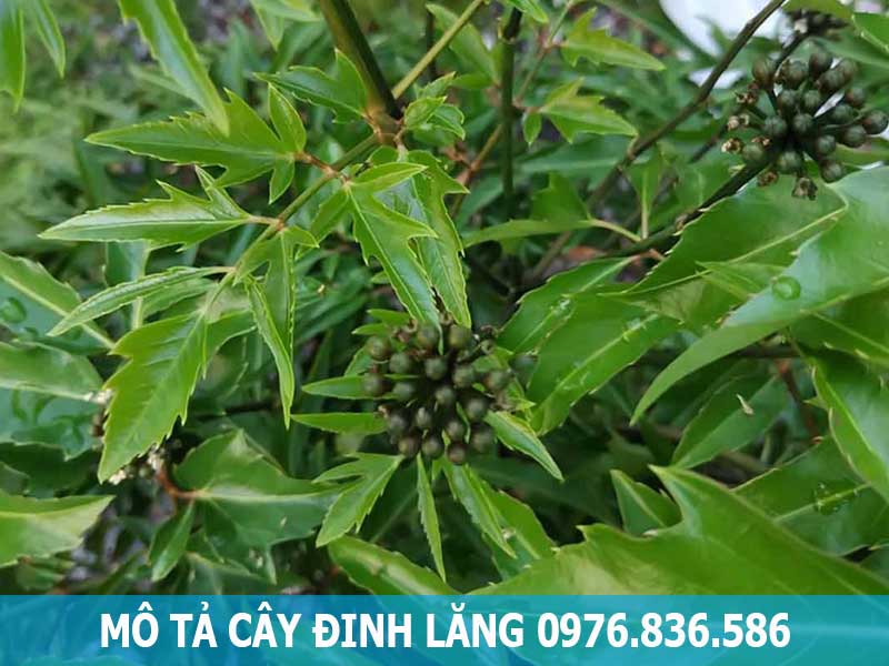 mô tả cây đinh lăng