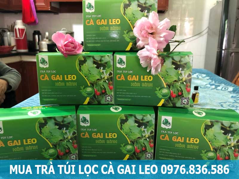 mua trà túi lọc cà gai leo