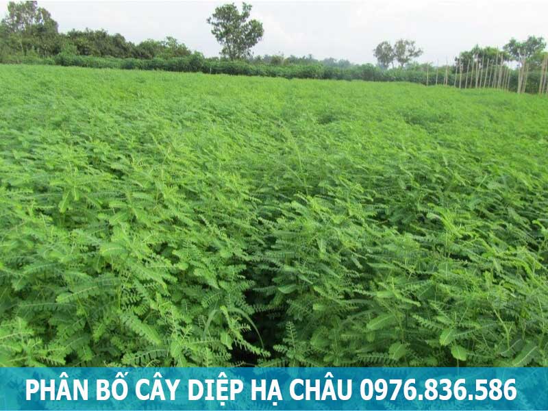 phân bố cây diệp hạ châu