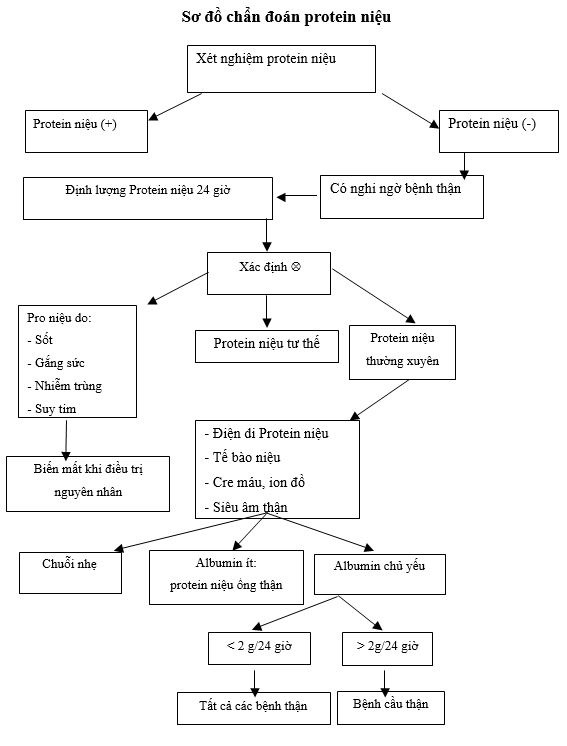 Sơ đồ chẩn đoán protein niệu