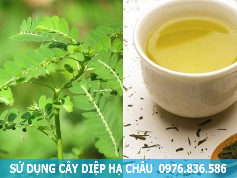 sử dụng cây diệp hạ châu