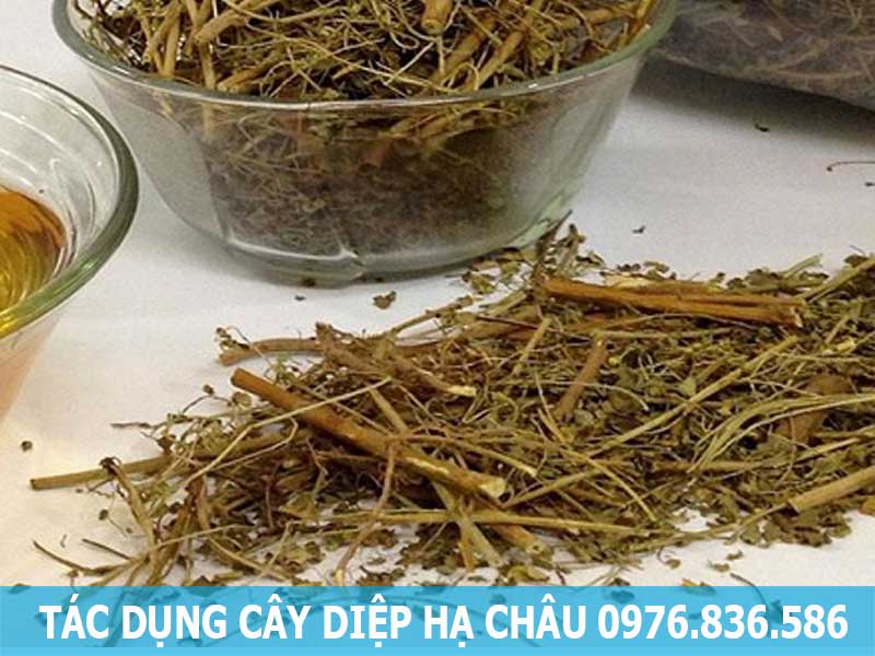 tác dụng cây diệp hạ châu