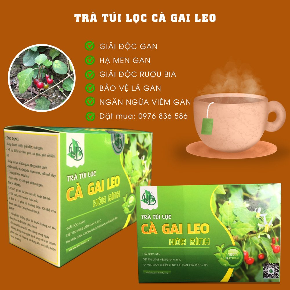 tác dụng trà túi lọc cà gai leo