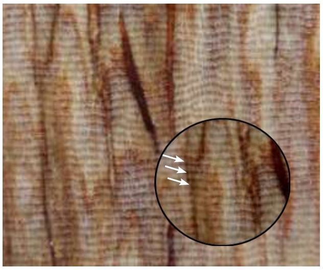 Hình ảnh tia gỗ xếp tầng trên mặt cắt tiếp tuyến của gỗ Cẩm lai  quan sát được bằng kính lúp