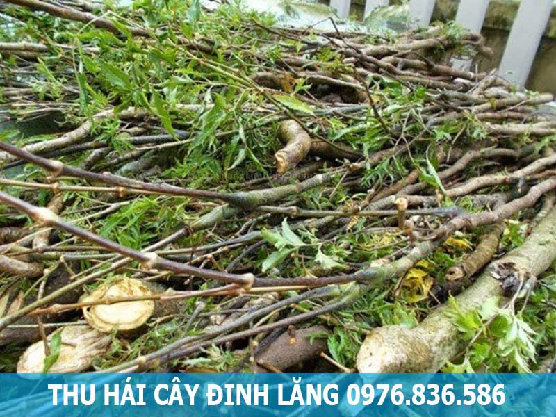 Thân cây đinh lăng có tác dụng đối với sức khỏe không?
