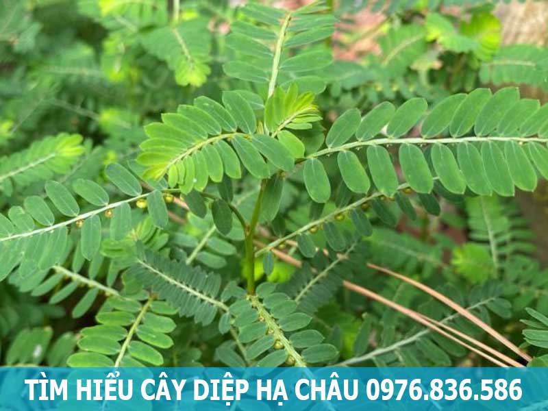 tìm hiểu cây diệp hạ châu