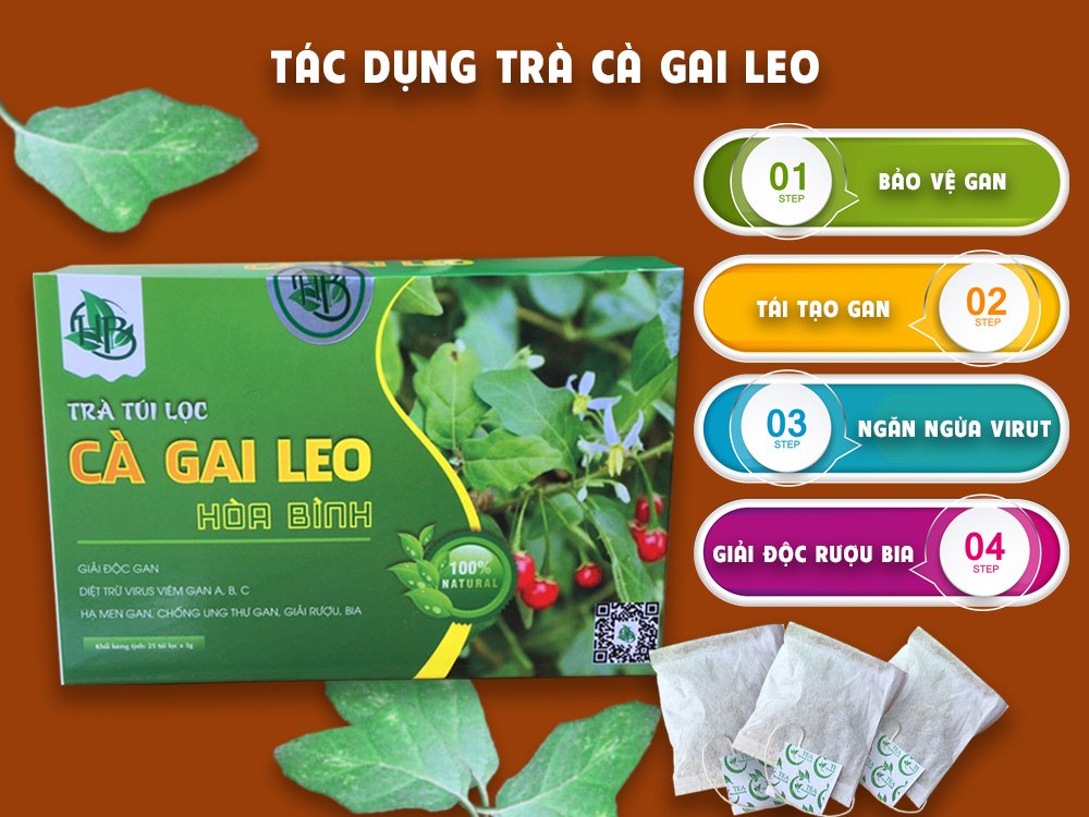 trà túi lọc cà gai leo