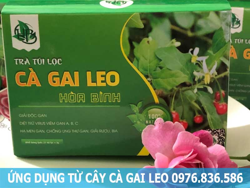 ứng dụng từ cây cà gai leo