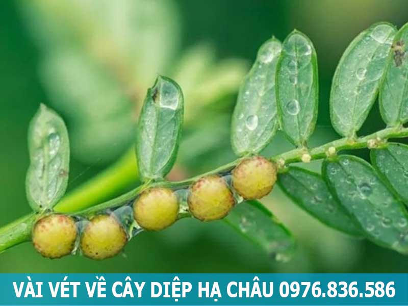 vài nét về cây diệp hạ châu