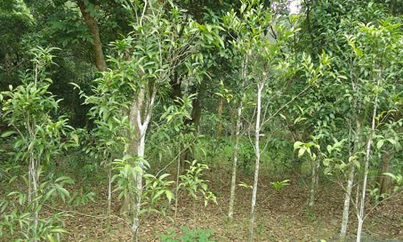 Kỹ thuật trồng và chăm sóc cây rau sắng (ngót rừng)