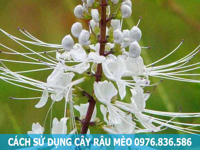 cách sử dụng cây râu mèo