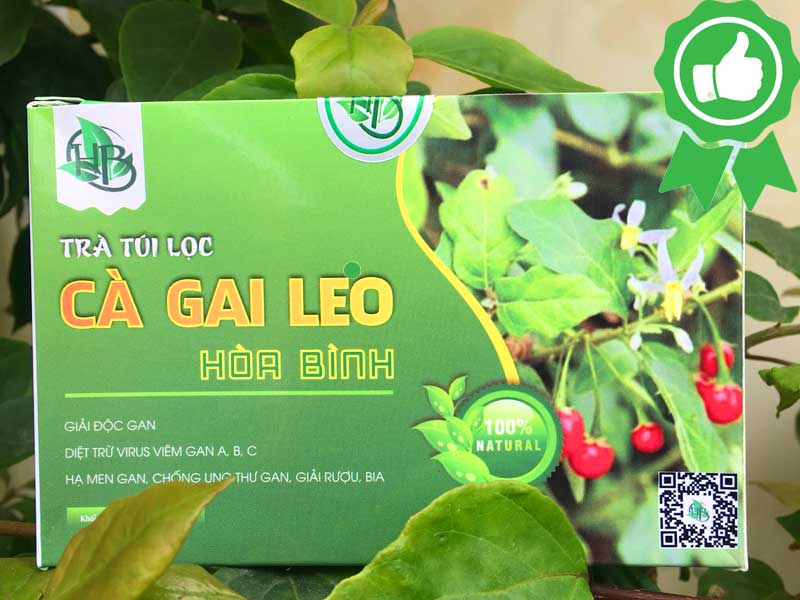 công dụng trà túi lọc cà gai leo