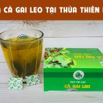 Công ty bán trà túi lọc cà gai leo tại Thừa Thiên Huế