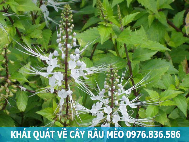 khái quát về cây râu mèo