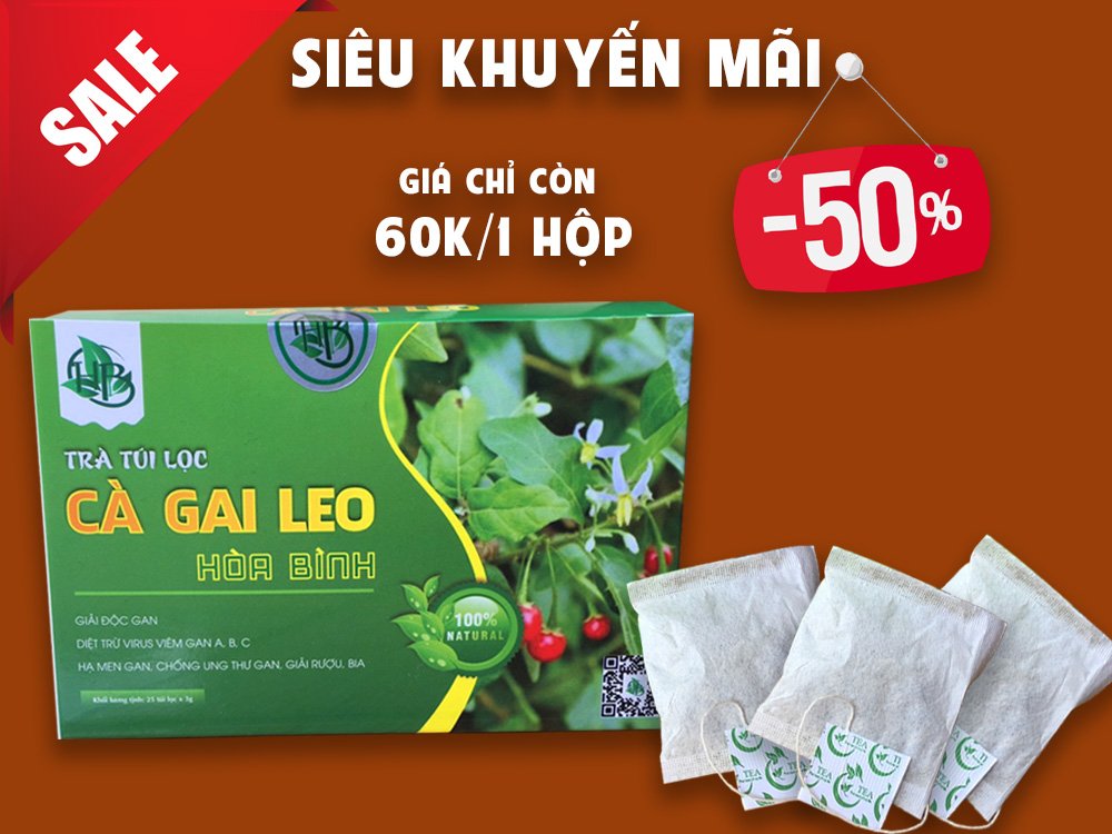 mua trà túi lọc cà gai leo