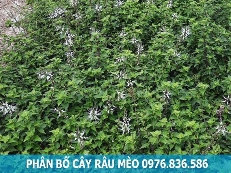 phân bố cây râu mèo