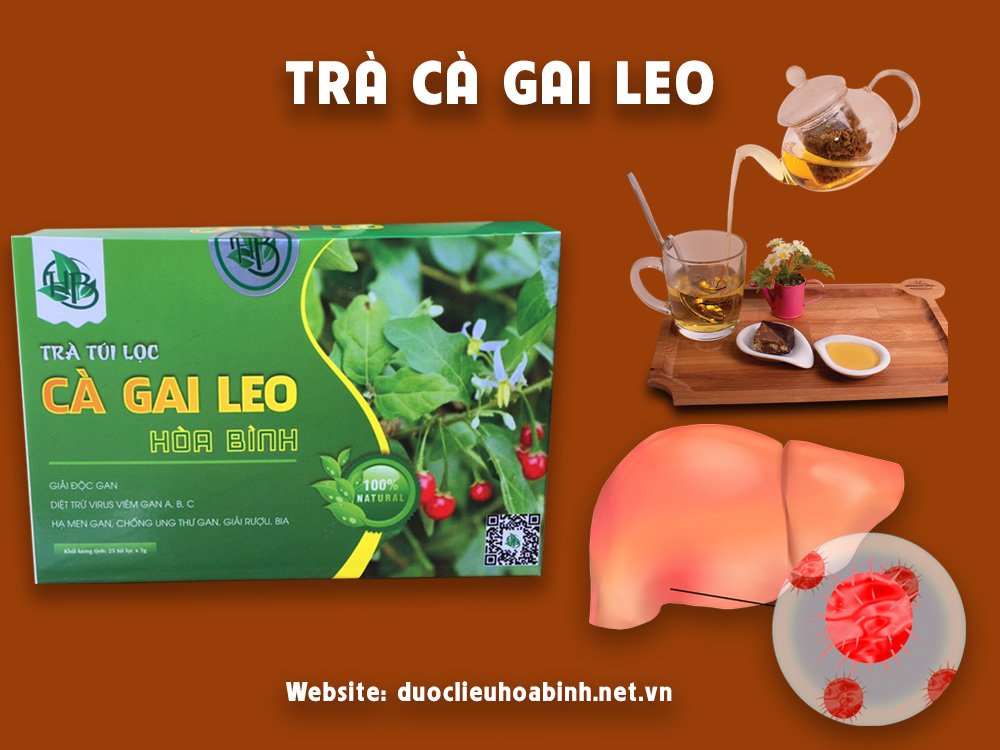 trà túi lọc cà gai leo chữa bệnh gì