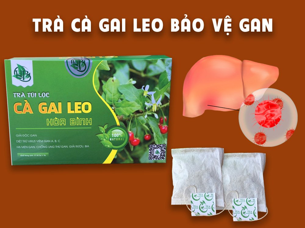 ứng dụng trà túi lọc cà gai leo