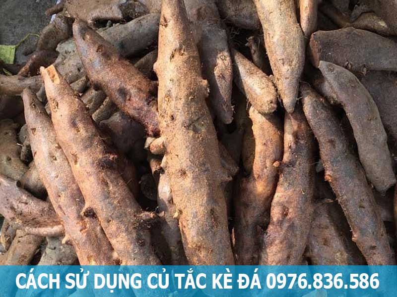 cách sử dụng cây tắc kè đá