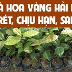 Cấy giống trà hoa vàng Hải Hà Quảng Ninh