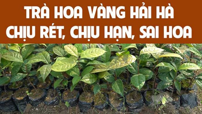 Cấy giống trà hoa vàng Hải Hà Quảng Ninh