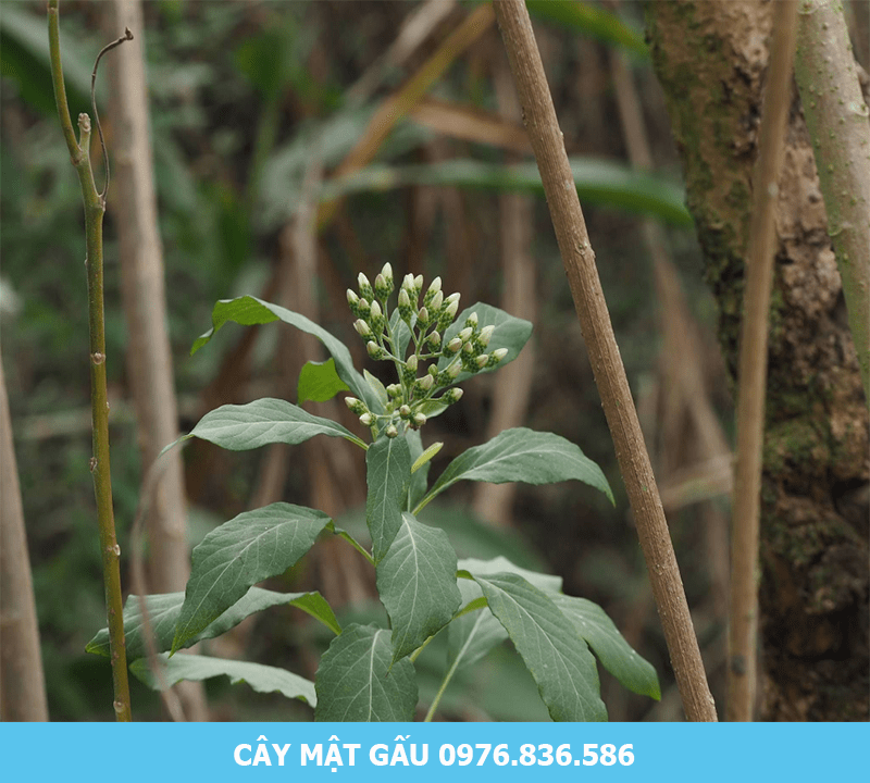 Thông tin về cây mật gấu