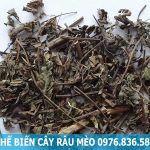 Cây râu mèo hỗ trợ điều trị bệnh gout