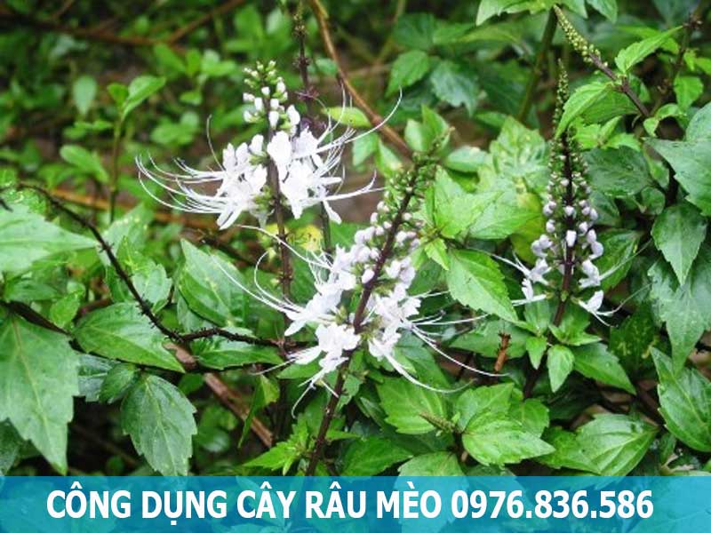 công dụng cây râu mèo